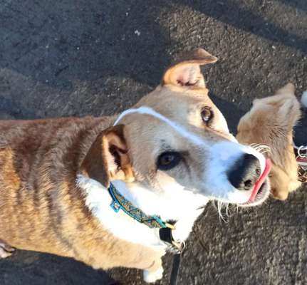 Dogorama Photo Challenge - Hundeblick zum hinschmelzen-Beitrag-Bild