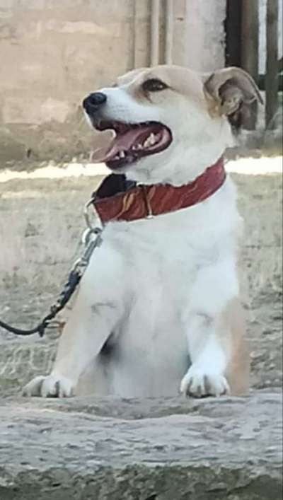 Tierheim-Beitrag-Bild