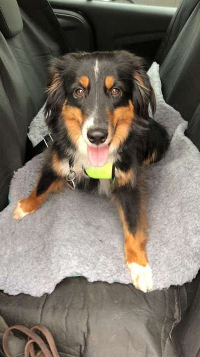 Aussies-Beitrag-Bild