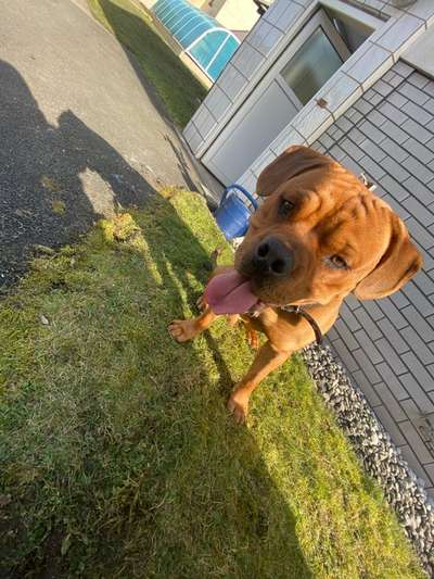 Boxer ???-Beitrag-Bild