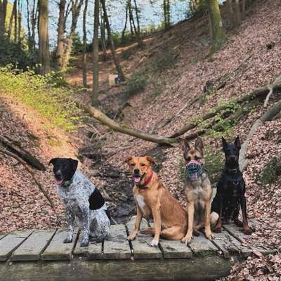 Hundetreffen-Gassi Runden-Bild