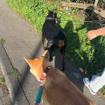 Hundetreffen-Trainingspartner gesucht-Bild