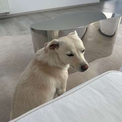 Hundetreffen-Gemeinsame Gassirunden-Bild