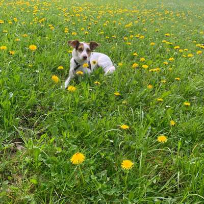 Hundetreffen-Meine Hündin sucht freundliche Hunde