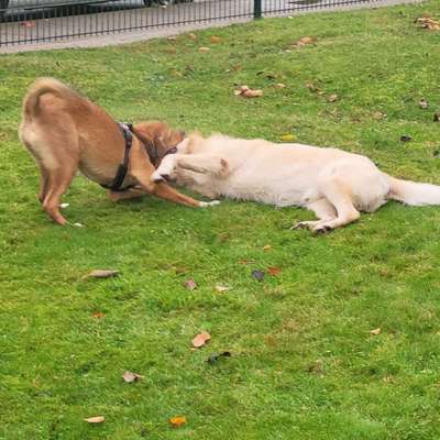 Hundetreffen-Junghundetreffen-Bild