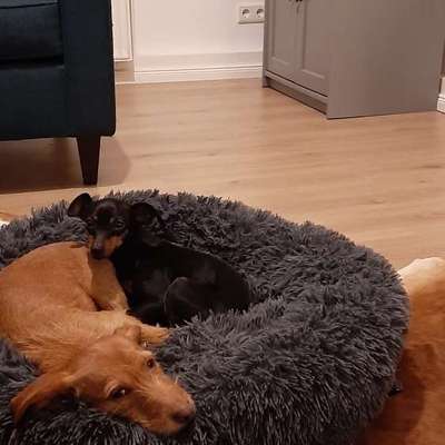 Hundetreffen-Gassigehfreund*innen gesucht 🐕🐕-Bild