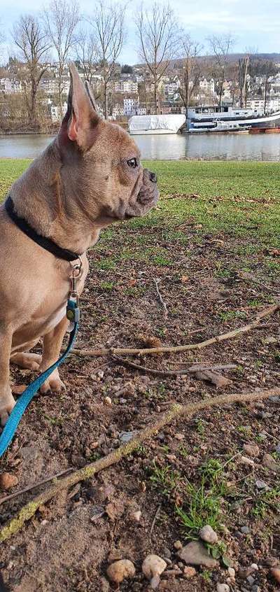 Hundetreffen-Wir suchen junge Spaziergänger bis erwachsen die mit Lisbeth und mir gassirunde-Bild