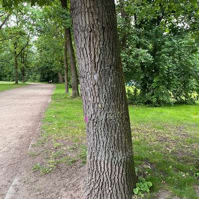 Giftköder-Eichen-Prozessionsspinner-Bild