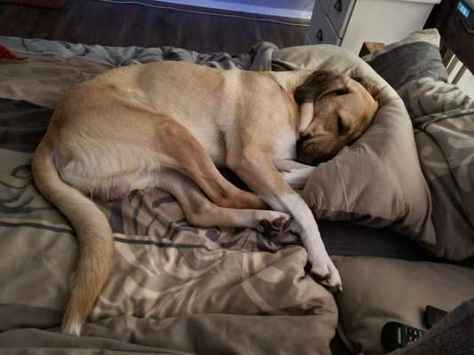 Kangal Fans ! ! ! !-Beitrag-Bild