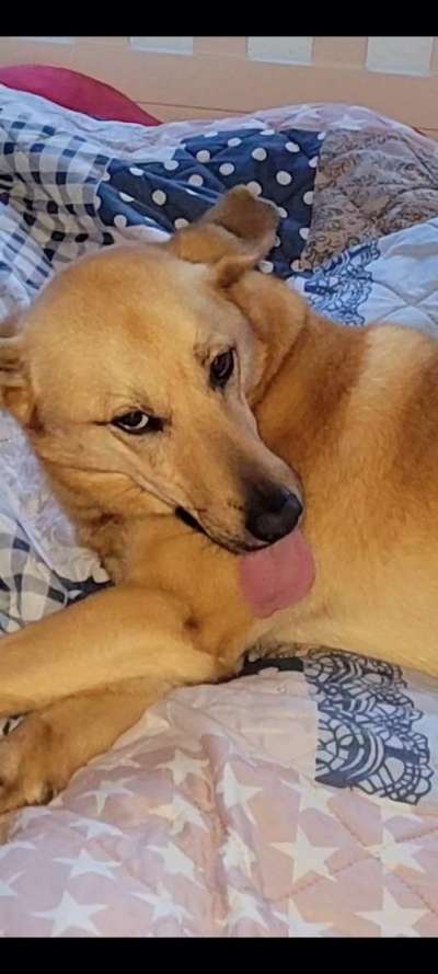 Dogorama Photo Challenge - Hundeblick zum hinschmelzen-Beitrag-Bild