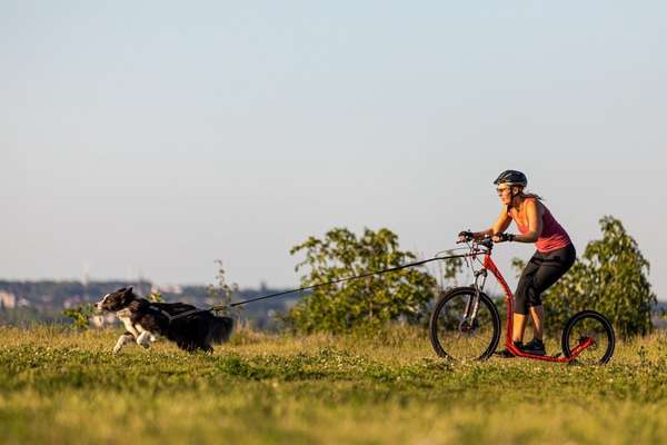 Hundetreffen-Zughundesport - Fulda & Umgebung - Dogscooting / Bikejöring / Canicross / CaniX-Bild