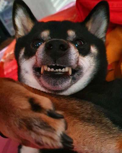 Die Dogorama-Wochen-Challenge "Die schönste Grimasse"-Beitrag-Bild