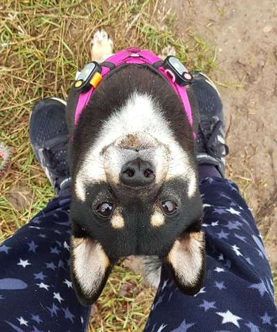 Shiba Inu und andere japanische Rassen!-Beitrag-Bild