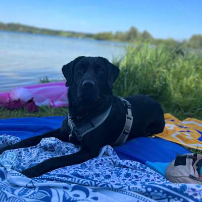 Hundetreffen-Social Walk // Ruhe üben-Bild