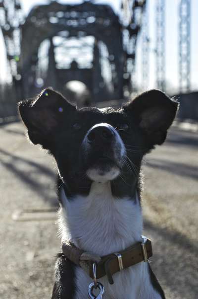 Dogorama Photo Challenge - Brücken-Beitrag-Bild