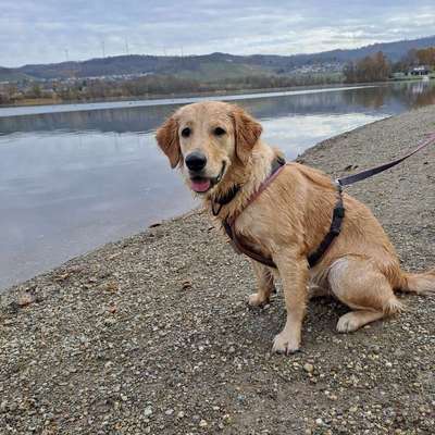 Hundetreffen-Meine Hündin Bonny sucht dringend eine/n Spielpartner/in-Bild