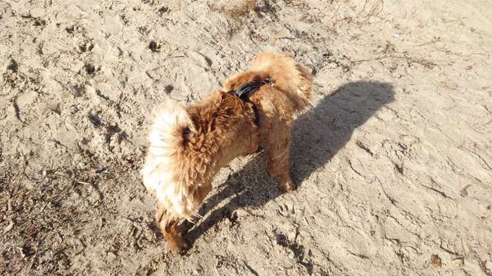 Chow Chows?-Beitrag-Bild