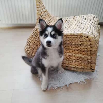 Pomsky-Beitrag-Bild