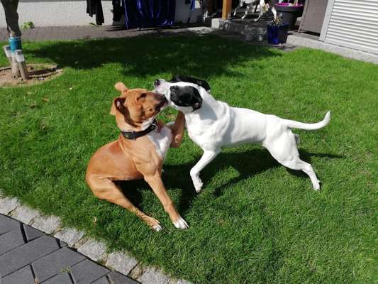 Dogorama Photo Challenge - Fail/Outtakes-Beitrag-Bild