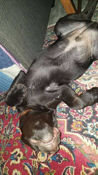 Zeigt mir die lustigsten Schlafpositionen eurer Fellnasen-Beitrag-Bild