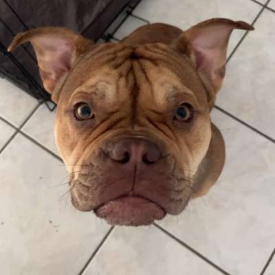 Hundetreffen-Gassi-Freunde und Training gesucht 🐾-Bild