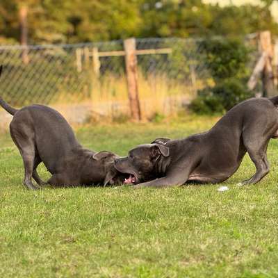 Hundetreffen-Hey, ich bin auf der Suche nach einer Spielkameradin. Hast du Lust, mit mir zu spielen?-Bild