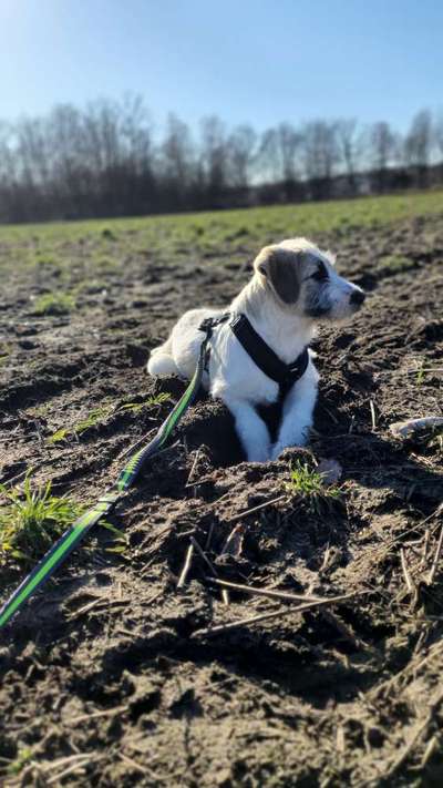 Seltene Rassen!-Beitrag-Bild