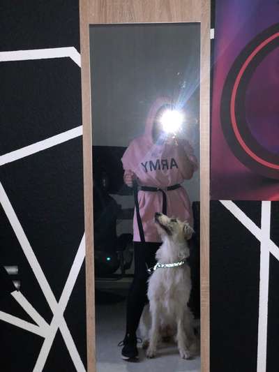 Mischlingshunde Foto Aufruf-Beitrag-Bild