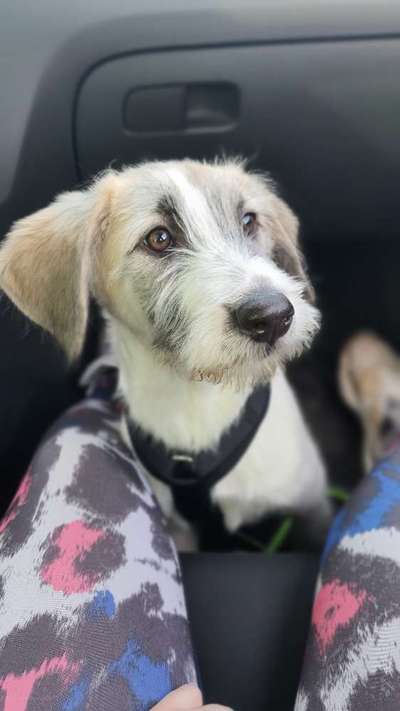 Hunde vom Tierschutzverein 🐕♥️-Beitrag-Bild