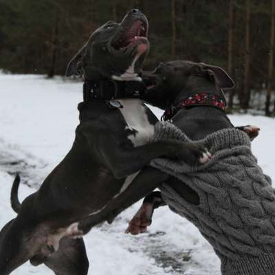 Hundetreffen-Hey, ich bin auf der Suche nach einer Spielkameradin. Hast du Lust, mit mir zu spielen?-Bild