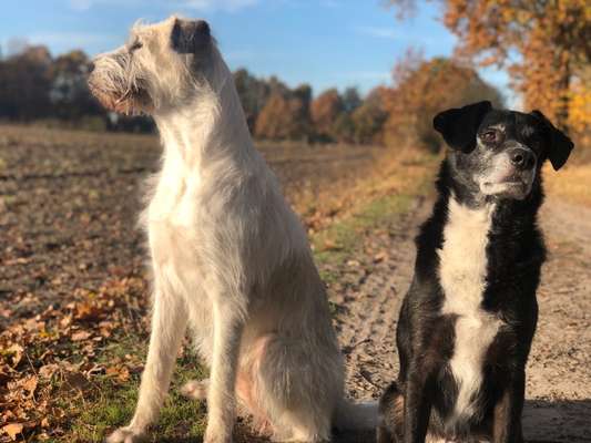 Herdenschutzhund-Beitrag-Bild