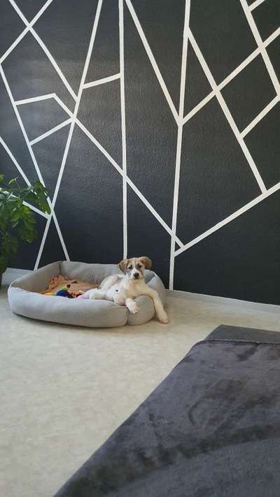 Welpen Bilder !-Beitrag-Bild