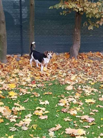 Wo sind die Jack und Parson Russell Terrier?-Beitrag-Bild