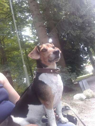 Mischlingshunde Foto Aufruf-Beitrag-Bild