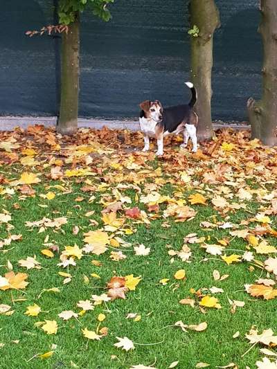 Mischlingshunde Foto Aufruf-Beitrag-Bild