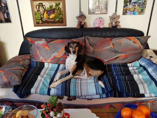 Die Dogorama Kalender Challenge Titelbild-Beitrag-Bild