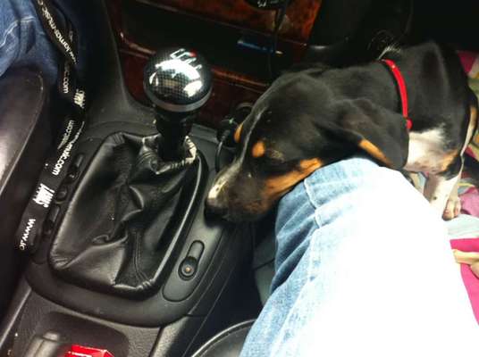 Welpen Bilder !-Beitrag-Bild