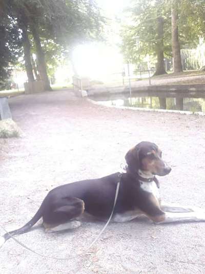 Mischlingshunde Foto Aufruf-Beitrag-Bild