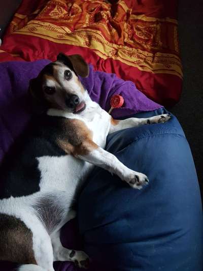 Mischlingshunde Foto Aufruf-Beitrag-Bild