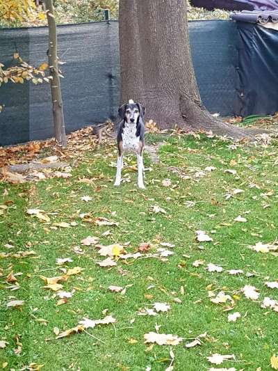 Mischlingshunde Foto Aufruf-Beitrag-Bild