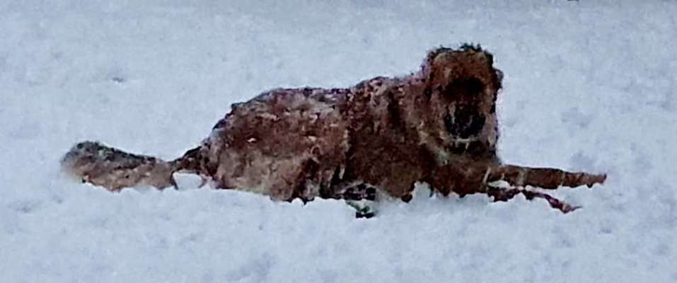 Dogorama Photo Challenge - Es wird nochmal kalt!-Beitrag-Bild