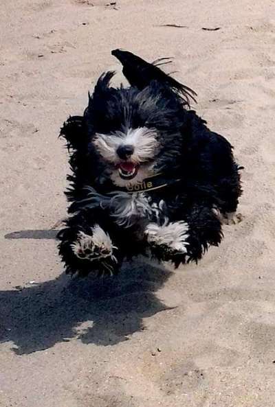 Hunde Memes-Beitrag-Bild