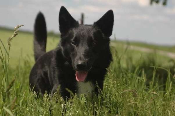 Hundetreffen-Gassi/Spieltreffen mit Wou-Bild