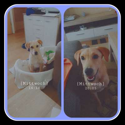 Welpen Bilder !-Beitrag-Bild