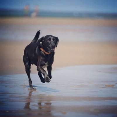 Challenge 41 - Mein Hund im Urlaub-Beitrag-Bild