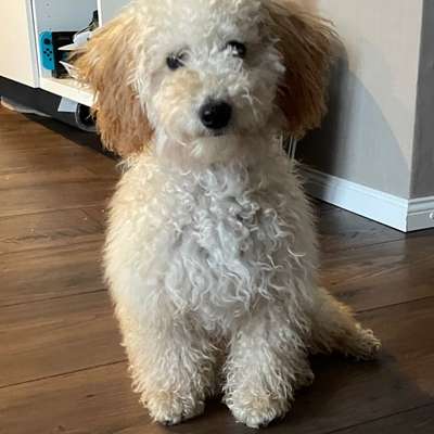 Hundetreffen-Junghund sucht gut sozialisierten Hundekumpel-Bild