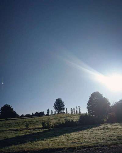 Hundeauslaufgebiet-Bürgerpark-Bild