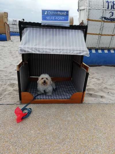 Dogorama Photo Challenge - Tierischer Urlaub-Beitrag-Bild