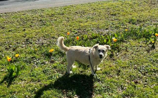 Auslandstierschutz-Beitrag-Bild