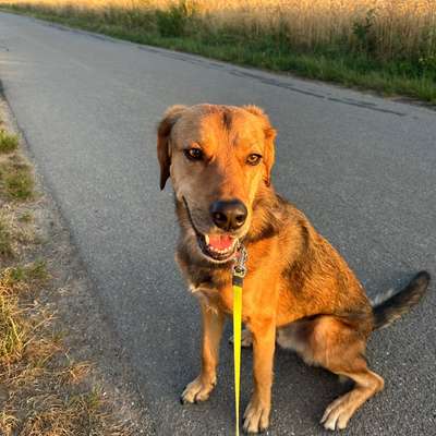 Hundetreffen-Gassi Runde mit spieleinheit-Bild
